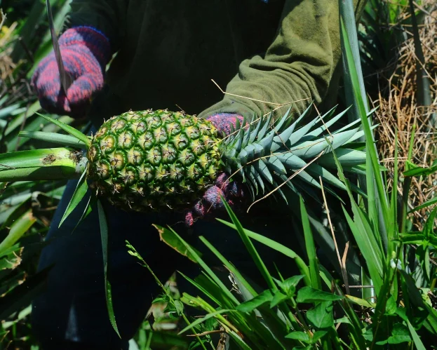 Pineapple Costa Rica agroservicios Taleno