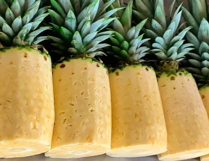 Pineapple Agroservicios Taleno Costa Rica