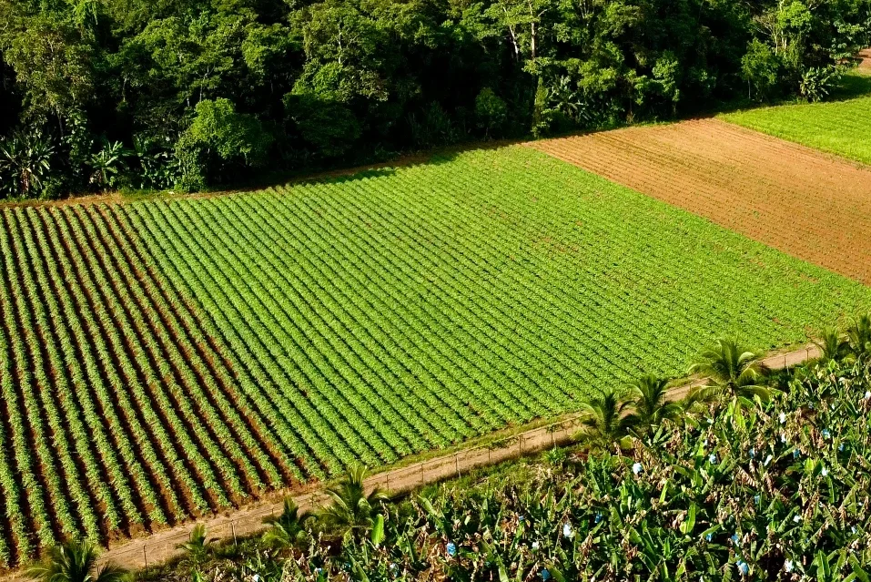 Taleno Agroservicios Plantaciones